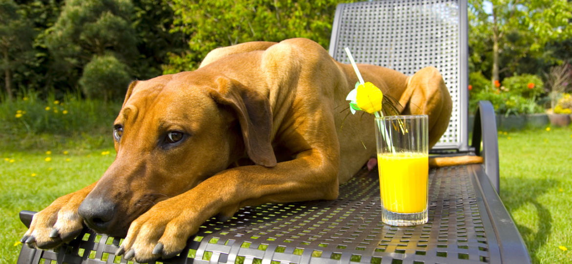 Picture of lazy dog on patio lounger with lemonade