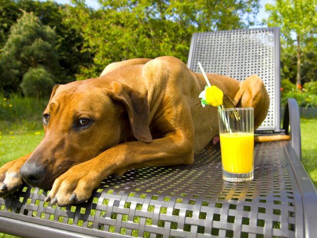 Picture of lazy dog on patio lounger with lemonade