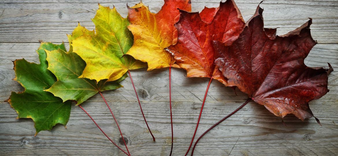 showing leaves turning from green to red