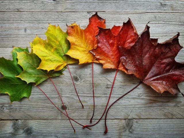 showing leaves turning from green to red